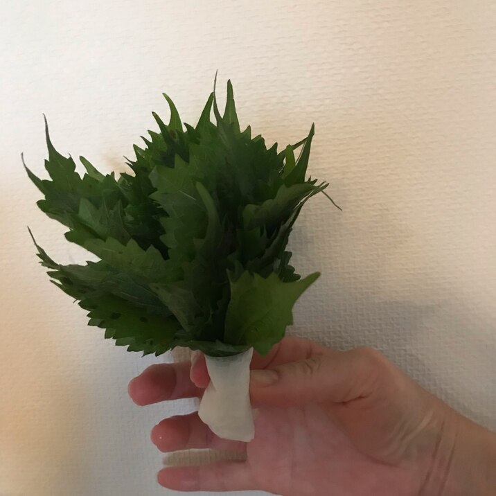 新鮮!大葉を長持ちさせる方法!!
